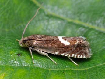 Grapholita lunulana D. & S. adulte - �Patrick Clement