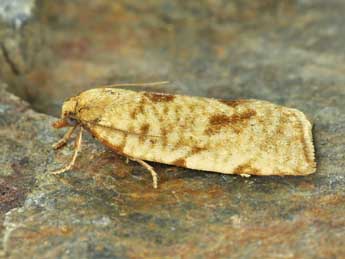 Lozotaenia mabilliana Rag. adulte - �Lionel Taurand