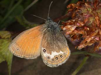 Coenonympha cephalidarwiniana Vty adulte - �Wolfgang Wagner, www.pyrgus.de