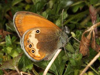 Coenonympha cephalidarwiniana Vty adulte - �Wolfgang Wagner, www.pyrgus.de