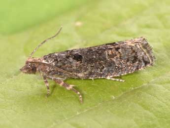 Epinotia maculana F. adulte - �Philippe Mothiron