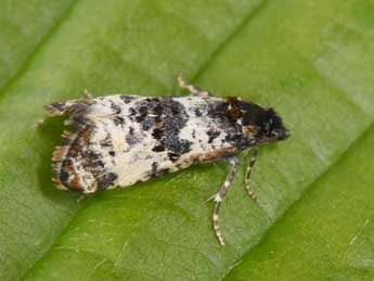 Hysterophora maculosana Hw. adulte - �Philippe Mothiron