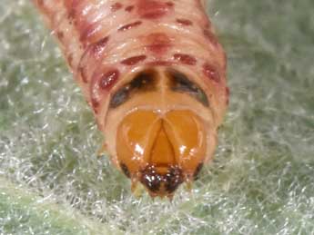  Chenille de Hysterophora maculosana Hw. - �Philippe Mothiron