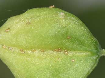  Oeuf de Hysterophora maculosana Hw. - �Philippe Mothiron