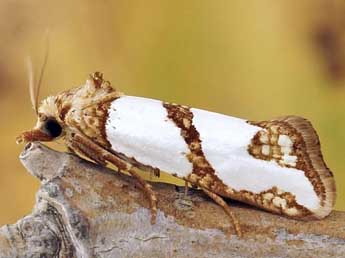 Eugnosta magnificana Rbl adulte - �Friedmar Graf