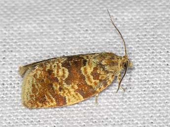 Tosirips magyarus Raz. adulte - �Adrien Jailloux