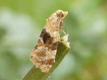 Phalonidia manniana Fisch. adulte - �Friedmar Graf