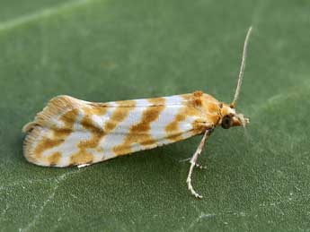 Aethes margaritana Hw. adulte - �Lionel Taurand