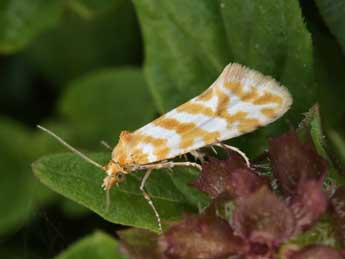 Aethes margaritana Hw. adulte - �Lionel Taurand