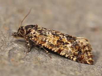 Aethes margarotana Dup. adulte - �Lionel Taurand