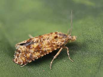 Aethes margarotana Dup. adulte - �Lionel Taurand