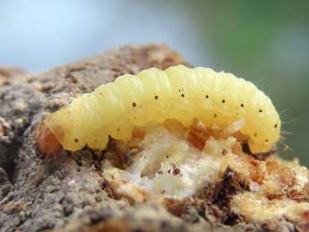  Chenille de Aethes margarotana Dup. - �Ruben Meert