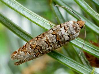 Gravitarmata margarotana Hein. adulte - �Friedmar Graf