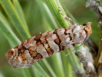 Gravitarmata margarotana Hein. adulte - �Friedmar Graf