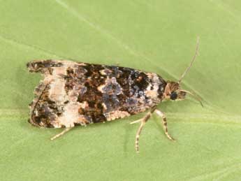 Endothenia marginana Hw. adulte - �Philippe Mothiron