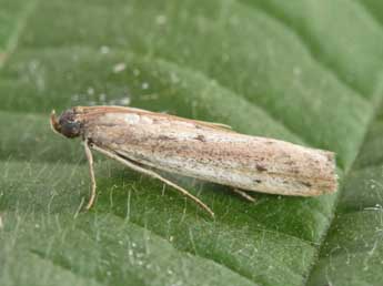 Phycitodes maritima Tengst. adulte - �Philippe Mothiron