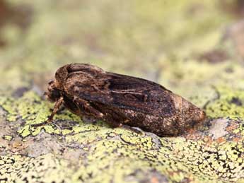 Agrotis mazeli Ronk. & Huem. adulte - �Lionel Taurand