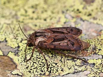 Agrotis mazeli Ronk. & Huem. adulte - �Lionel Taurand