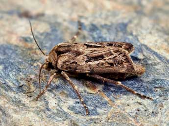 Agrotis mazeli Ronk. & Huem. adulte - �Lionel Taurand