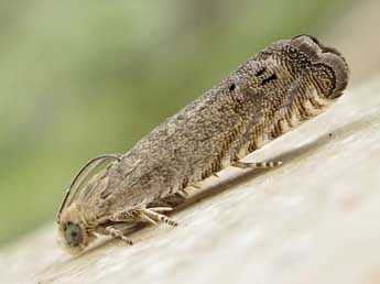 &copy;Friedmar Graf. Cydia medicaginis Kuznetzov