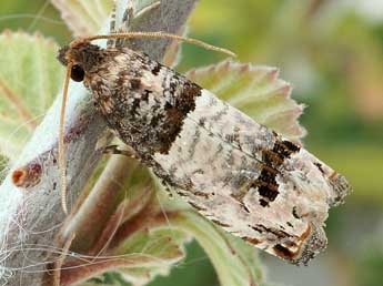 Notocelia mediterranea Obraztsov adulte - �Friedmar Graf