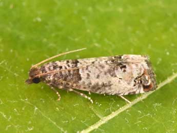 Notocelia mediterranea Obraztsov adulte - �Philippe Mothiron