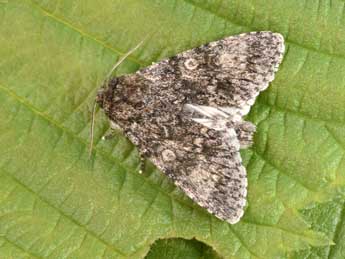 Acronicta megacephala D. & S. adulte - �Philippe Mothiron