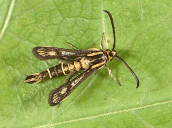 Pyropteron meriaeforme Bsdv. adulte - �Philippe Mothiron