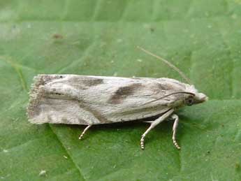 Eucosma metzneriana Tr. adulte - �Nicole Lepertel