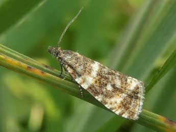 Olethreutes micana D. & S. adulte - �Jean-Pierre Lamoline