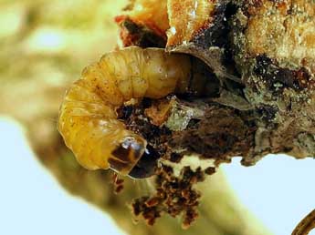  Chenille de Cydia millenniana Adamcz. - �Friedmar Graf