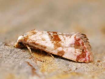 Neocochylis millierana H. Peyer. adulte - �Lionel Taurand