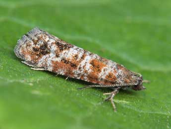 Rhyacionia miniatana Stgr adulte - �Lionel Taurand