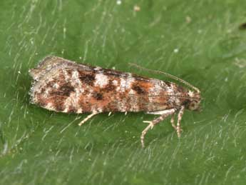 Rhyacionia miniatana Stgr adulte - �Philippe Mothiron