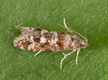 Rhyacionia miniatana Stgr adulte - �Philippe Mothiron