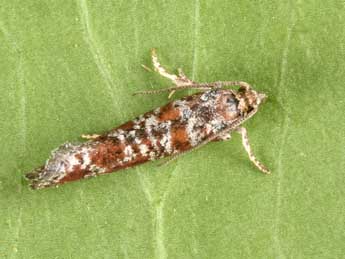 Rhyacionia miniatana Stgr adulte - �Philippe Mothiron