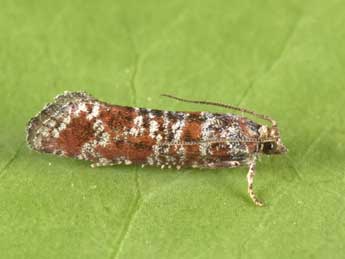 Rhyacionia miniatana Stgr adulte - �Philippe Mothiron