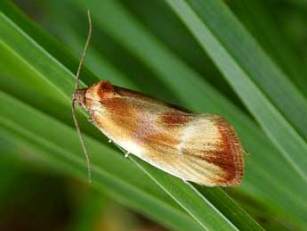 Eulia ministrana L. adulte - �Jean-Pierre Lamoline