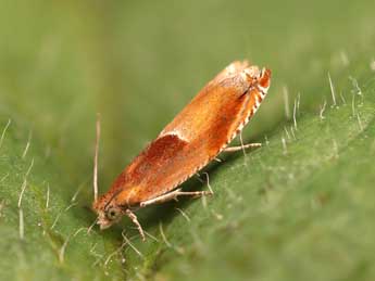 Ancylis mitterbacheriana D. & S. adulte - �Lionel Taurand