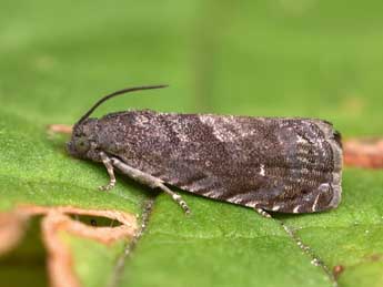 Grapholita molesta Busck in Qu. & W. adulte - �Lionel Taurand