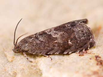 Grapholita molesta Busck in Qu. & W. adulte - �Lionel Taurand