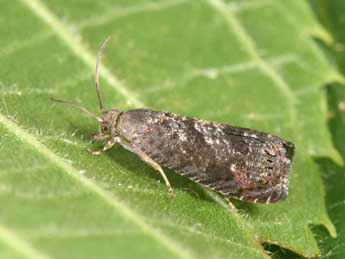 Grapholita molesta Busck in Qu. & W. adulte - �Philippe Mothiron