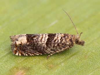 Pelochrista mollitana Z. adulte - �Lionel Taurand