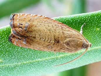 Cydia molybdana Const. adulte - �Friedmar Graf