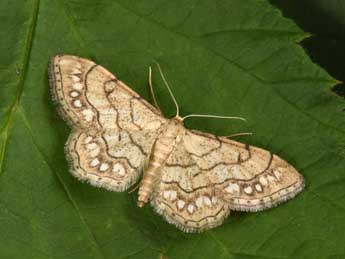 Idaea moniliata D. & S. adulte - �Philippe Mothiron