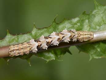  Chenille de Charissa mucidaria Hb. - �Philippe Mothiron