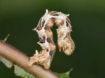  Chenille de Charissa mucidaria Hb. - �Philippe Mothiron