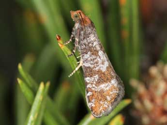 Pseudococcyx mughiana Z. adulte - �J�rg Schmid