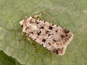 Chersotis multangula Hb. adulte - �Philippe Mothiron