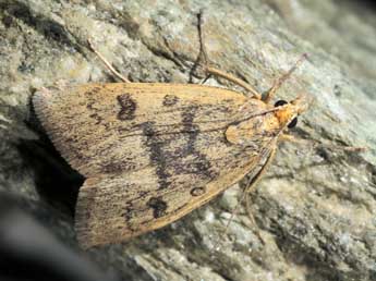 Udea murinalis Fisch. adulte - �J�rg Schmid